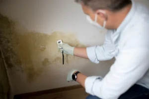 Damp and Mould